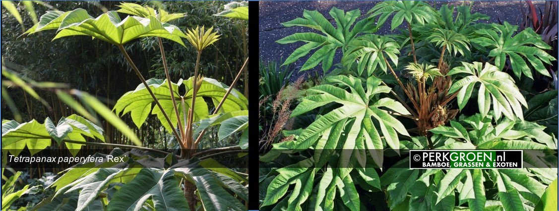 Tetrapanax paperyfera Rex
